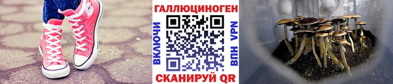 Купить закладки  Губкин  Псилоцибиновые грибы Cubensis 